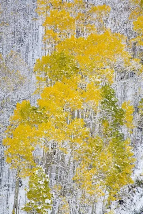 Framed Print : North America, USA, Colorado, Maroon Bells, Snow covered Aspens with Autumn Color Framed Print : North America, USA, Colorado, Maroon Bells, Snow covered Aspens with Autumn Color