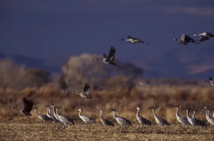 Framed Print : North America; USA, Colorado, Monte Vista National Wildlife Refuge. Sandhill cranes Framed Print : North America; USA, Colorado, Monte Vista National Wildlife Refuge. Sandhill cranes