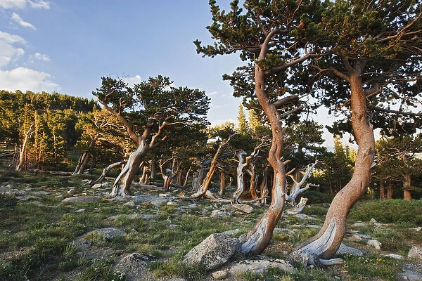 North America, USA, Colorado, Mount Evans, Bristlecone Pine (Pinus longaeva) growing