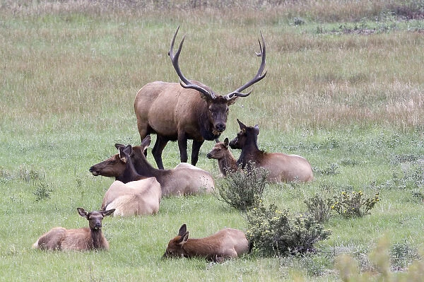 North America - USA - Colorado - Rocky Mountain National Park. Wapiti (American elk)