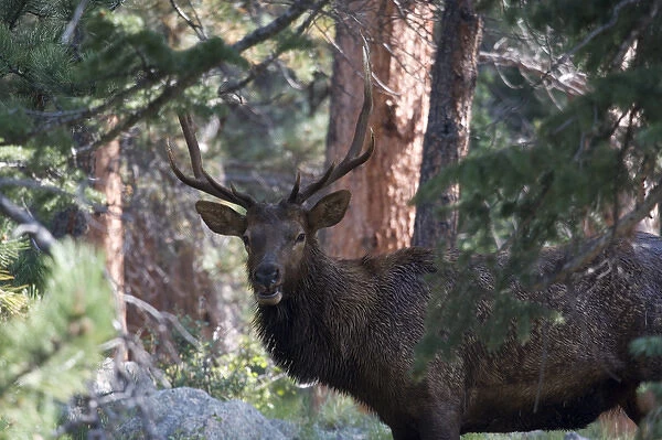 North America - USA - Colorado - Rocky Mountain National Park. Wapiti (American elk)