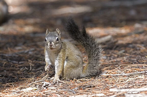 North America - USA - Colorado - Rocky Mountain National Park. Red squirrel