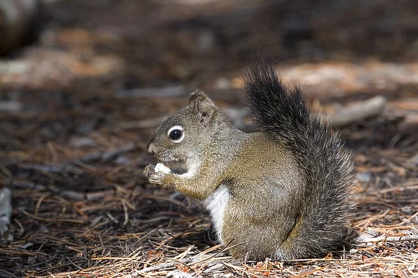 North America - USA - Colorado - Rocky Mountain National Park. Red squirrel