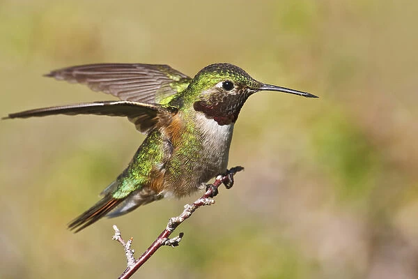 North America, USA, Colorado, Rocky Mountain National Park, Broad-tailed Hummingbird