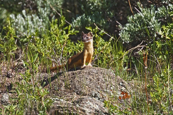 North America, USA, Colorado, Rocky Mountain National Park, Long-tailed Weasel (Mustela