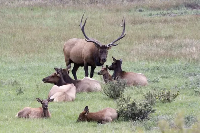 Framed Print : North America - USA - Colorado - Rocky Mountain National Park. Wapiti (American elk)