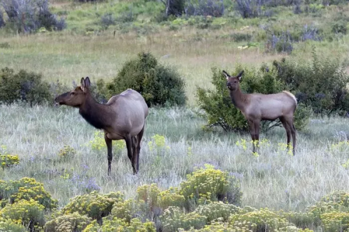 Framed Print : North America - USA - Colorado - Rocky Mountain National Park. Wapiti (American elk)