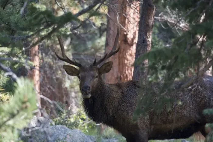 Framed Print : North America - USA - Colorado - Rocky Mountain National Park. Wapiti (American elk)