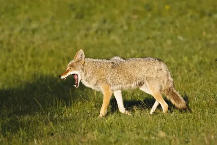 Framed Print : North America, USA, Colorado, Rocky Mountain National Park, Coyote (Canis latrans)