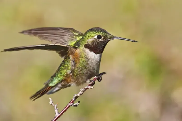 Framed Print : North America, USA, Colorado, Rocky Mountain National Park, Broad-tailed Hummingbird Framed Print : North America, USA, Colorado, Rocky Mountain National Park, Broad-tailed Hummingbird