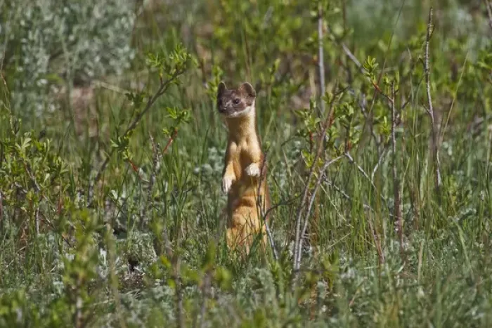 Framed Print : North America, USA, Colorado, Rocky Mountain National Park, Long-tailed Weasel (Mustela Framed Print : North America, USA, Colorado, Rocky Mountain National Park, Long-tailed Weasel (Mustela