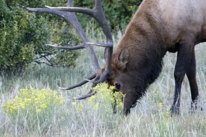 Framed Print : North America - USA - Colorado - Rocky Mountain National Park. Wapiti (American elk)