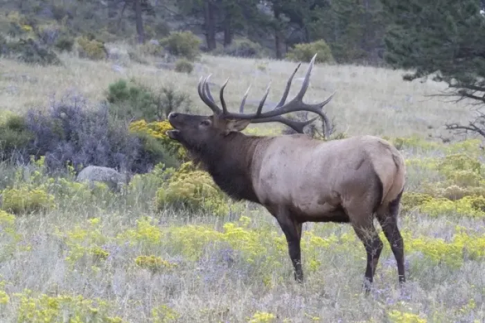 Framed Print : North America - USA - Colorado - Rocky Mountain National Park. Wapiti (American elk) Framed Print : North America - USA - Colorado - Rocky Mountain National Park. Wapiti (American elk)