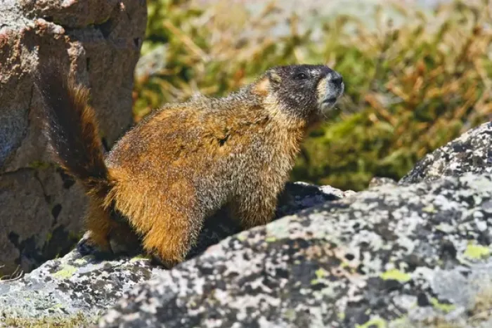 Framed Print : North America, USA, Colorado, Rocky Mountaina, Mount Evans, Yellow-bellied Marmot Framed Print : North America, USA, Colorado, Rocky Mountaina, Mount Evans, Yellow-bellied Marmot