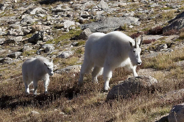 North America - USA - Colorado - Rocky Mountains - Mount Evans. Mountain goat - oreamnos