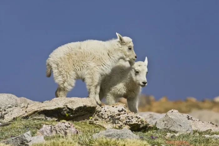 Framed Print : North America, USA, Colorado, Rocky Mountains, Mount Evans, Mountain Goat (Oreamnos Framed Print : North America, USA, Colorado, Rocky Mountains, Mount Evans, Mountain Goat (Oreamnos