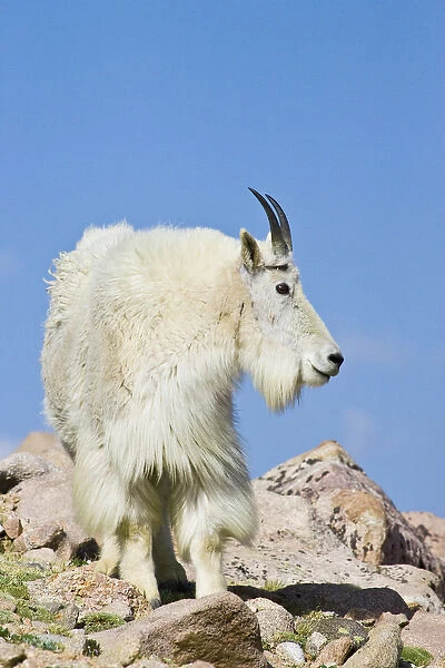 North America, USA, Colorado, Rocky Mountains, Mount Evans, Mountain Goat (Oreamnos