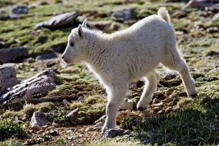 Framed Print : North America, USA, Colorado, Rocky Mountains, Mount Evans, Mountain Goat (Oreamnos Framed Print : North America, USA, Colorado, Rocky Mountains, Mount Evans, Mountain Goat (Oreamnos