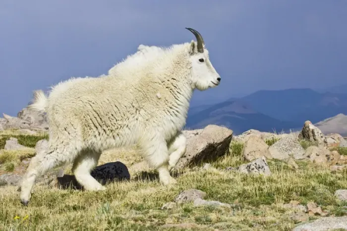 Framed Print : North America, USA, Colorado, Rocky Mountains, Mount Evans, Mountain Goat (Oreamnos Framed Print : North America, USA, Colorado, Rocky Mountains, Mount Evans, Mountain Goat (Oreamnos