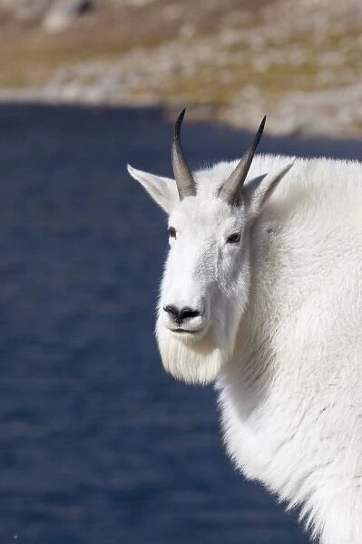 North America - USA - Colorado - Rocky Mountains - Mount Evans. Mountain goat - oreamnos americanus