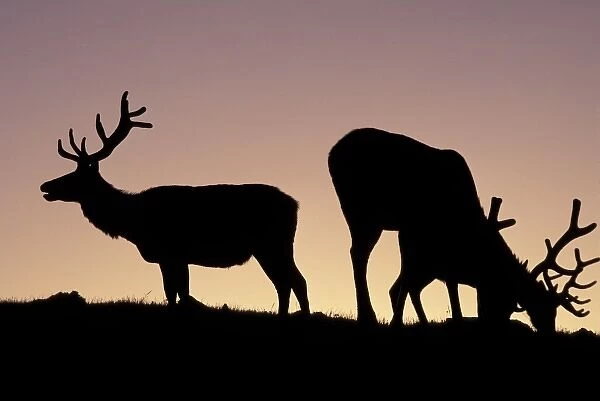 North America, USA, Colorado. Rocky Mountains National Park, Elk