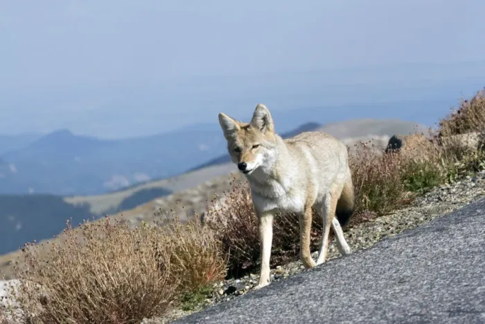 Framed Print : North America - USA - Colorado - Rocky Mountains - Mount Evans. Coyote - Canis latrans Framed Print : North America - USA - Colorado - Rocky Mountains - Mount Evans. Coyote - Canis latrans