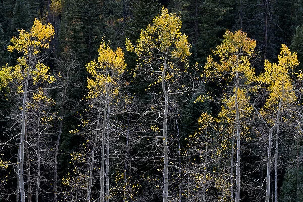 North America, USA, Colorado. A stand of autumn yellow aspen in the Uncompahgre National Forest