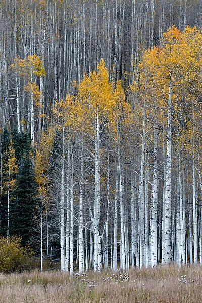 North America, USA, Colorado. A stand of autumn yellow aspen in the Uncompahgre National Forest