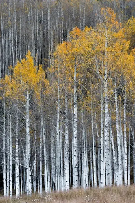Framed Print : North America, USA, Colorado. A stand of autumn yellow aspen in the Uncompahgre National Forest