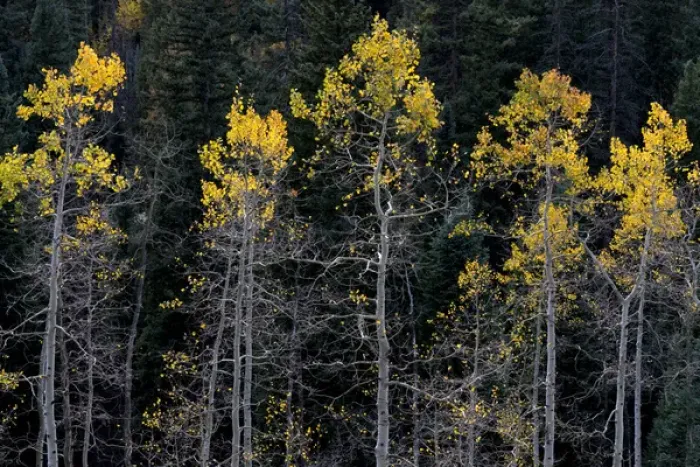 Framed Print : North America, USA, Colorado. A stand of autumn yellow aspen in the Uncompahgre National Forest Framed Print : North America, USA, Colorado. A stand of autumn yellow aspen in the Uncompahgre National Forest