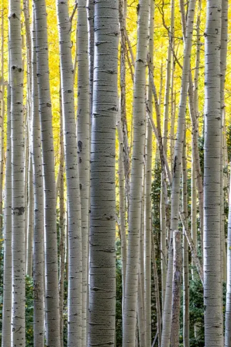 Framed Print : North America, USA, Colorado. A stand of autumn yellow aspen in the Uncompahgre National Forest