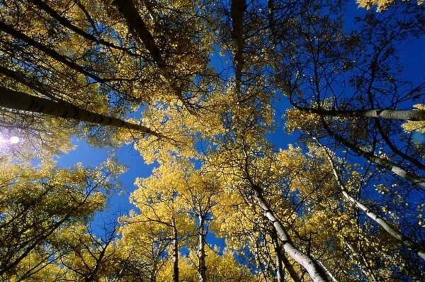 North America, USA, Colorado. Yellow aspen trees on Kebler Pass near Crested Butte
