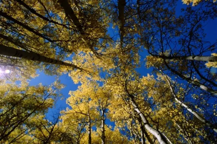 Framed Print : North America, USA, Colorado. Yellow aspen trees on Kebler Pass near Crested Butte Framed Print : North America, USA, Colorado. Yellow aspen trees on Kebler Pass near Crested Butte