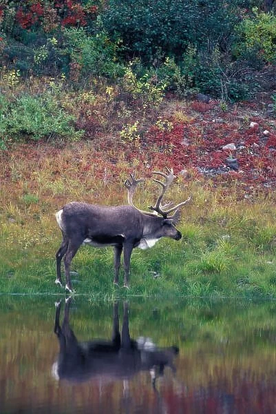 North America, USA, Denali NP, Caribou (Rangifer tarandus)