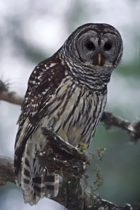 Framed Print : North America, USA, Florida, Cork Screw Swamp Sanctuary. Barred Owl (Strix varia) Framed Print : North America, USA, Florida, Cork Screw Swamp Sanctuary. Barred Owl (Strix varia)