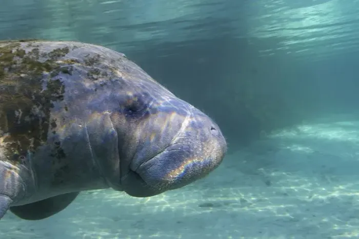 Framed Print : North America, USA, Florida, Crystal River. Florida Manatee Framed Print : North America, USA, Florida, Crystal River. Florida Manatee