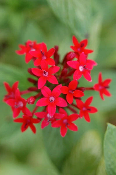 North America, USA, Florida, Edgewater, red Pentas flower