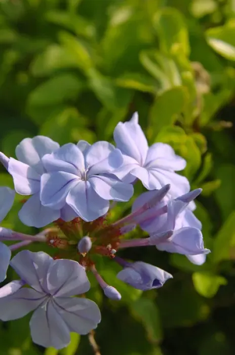 Framed Print : North America, USA, Florida, Edgewater, blue Plumbago Framed Print : North America, USA, Florida, Edgewater, blue Plumbago