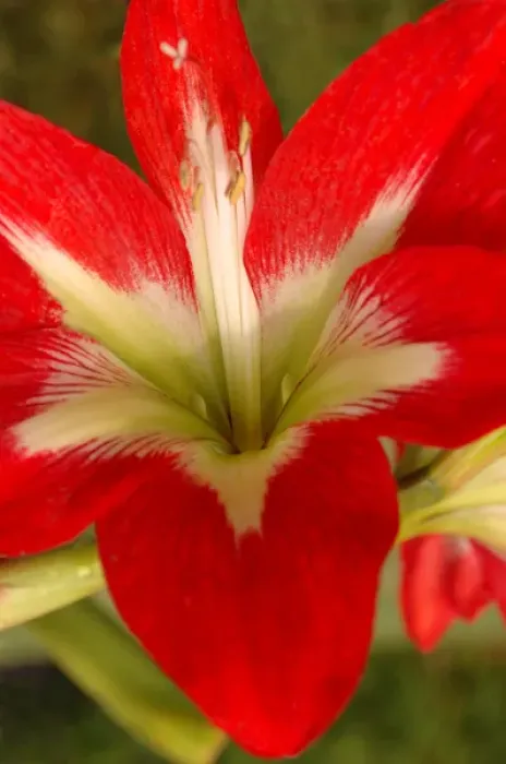 Framed Print : North America, USA, Florida, Edgewater, red Amaryllis Framed Print : North America, USA, Florida, Edgewater, red Amaryllis
