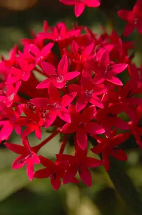 Framed Print : North America, USA, Florida, Edgewater, red Pentas flower Framed Print : North America, USA, Florida, Edgewater, red Pentas flower