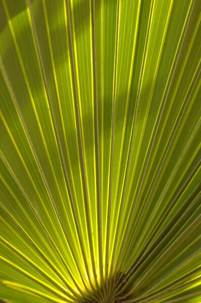 North America, USA, Florida, Edgewater, Travelers palm leaf detail
