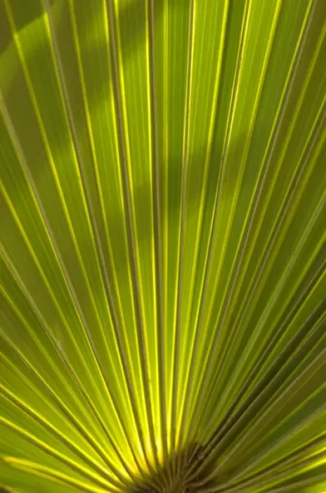 Framed Print : North America, USA, Florida, Edgewater, Travelers palm leaf detail Framed Print : North America, USA, Florida, Edgewater, Travelers palm leaf detail