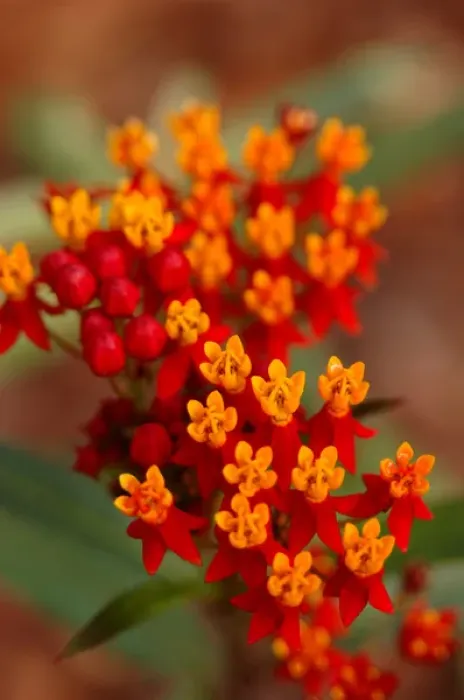 Framed Print : North America, USA, Florida, Edgewater, red and orange flowers Framed Print : North America, USA, Florida, Edgewater, red and orange flowers