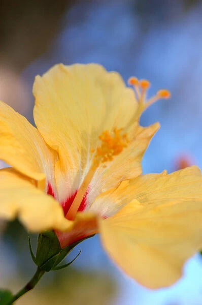 North America, USA, Florida, Edgewater, yellow Hibiscus