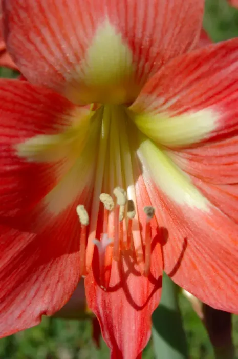 Framed Print : North America, USA, Florida, Edgewater, peach Amaryllis Framed Print : North America, USA, Florida, Edgewater, peach Amaryllis