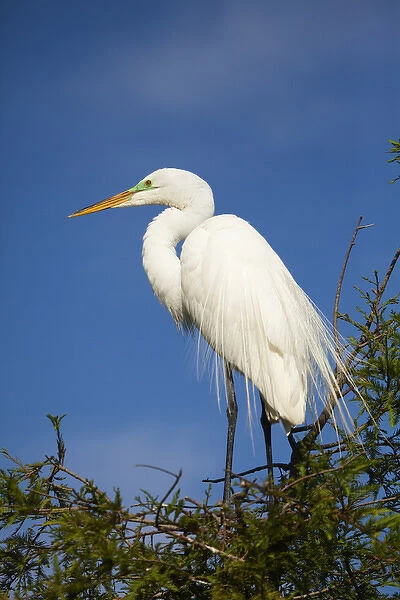 North America, USA, Florida; Egret in breeding plumage at Saint Augustine s