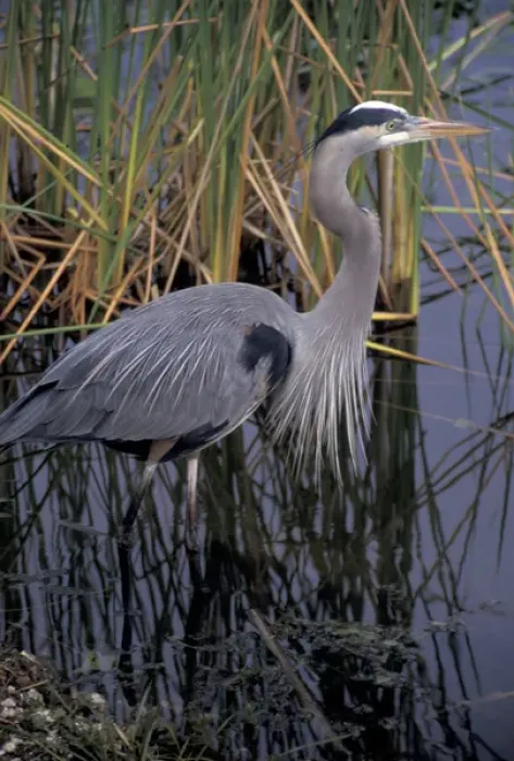 Framed Print : North America, USA, Florida, Everglades. Great blue heron Framed Print : North America, USA, Florida, Everglades. Great blue heron