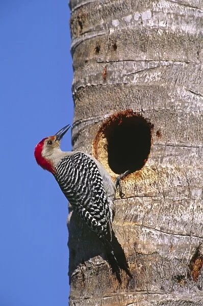 North America, USA, Florida, Everglades National Park. A male Red-bellied Woodpecker