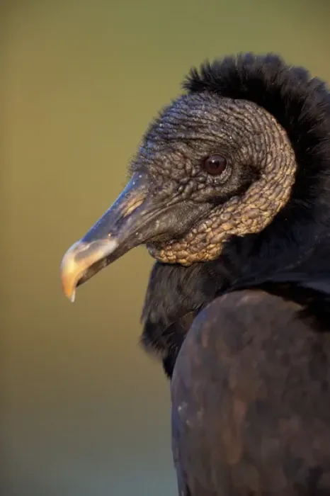 Framed Print : North America, USA, Florida, Everglades NP Black Vulture (Coragyps atratus) Framed Print : North America, USA, Florida, Everglades NP Black Vulture (Coragyps atratus)