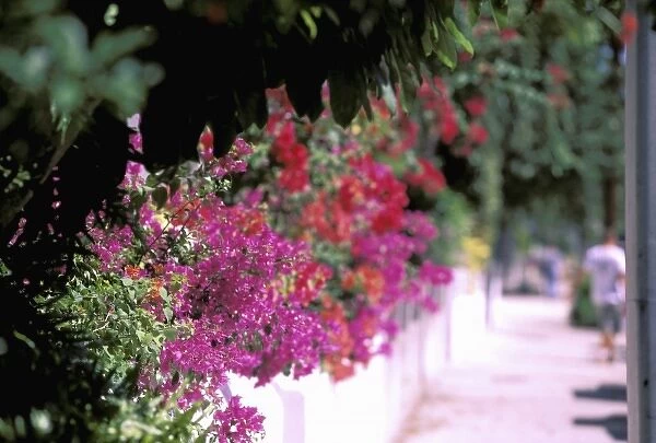 North America, USA, Florida, Florida Keys, Key West. Flowers along sidewalk